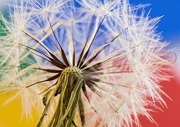 dandelion-517000__180