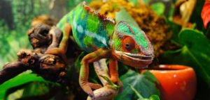 Kaméleon a mimikri szimbólizálására